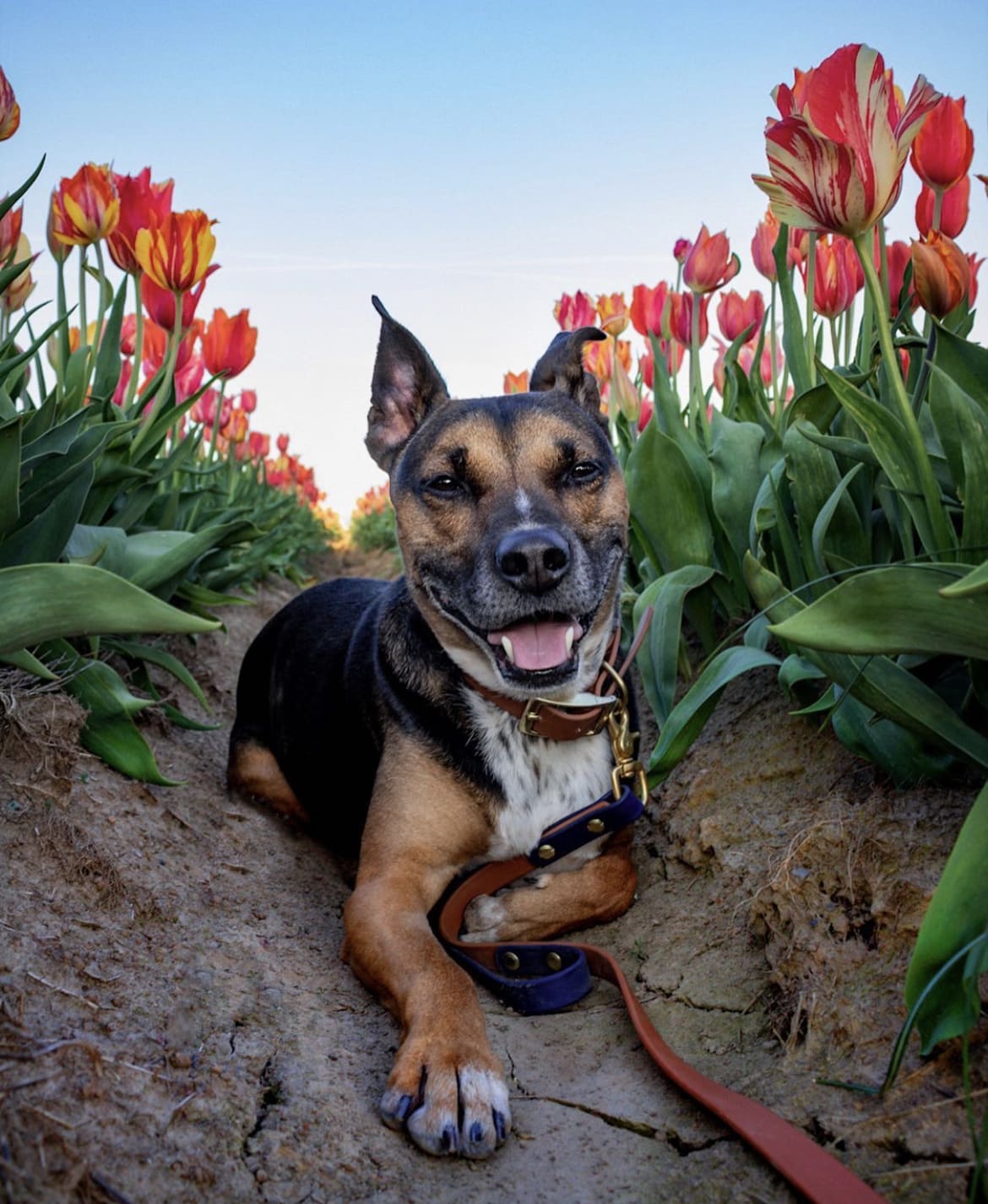 Bentley_the_cattledogmix Profile Picture